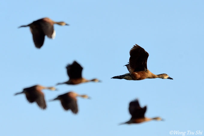 <i>(Dendrocygna arcuata arcuata)</i> <br />Wandering Whistling Duck