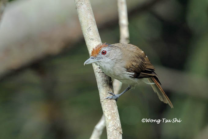 <i>(Malacopteron magnum saba)</i><br /> Rufous-crowned Babbler