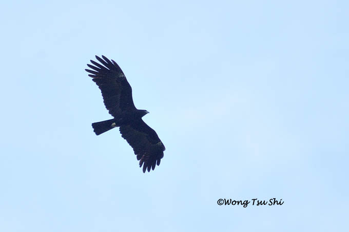 <i>(Ictinaetus malaiensis)</i><br />Black Eagle