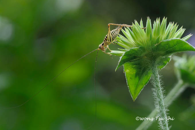 <i>(</i>Gryllidae, <i>Nisitrus vittatus)</i>