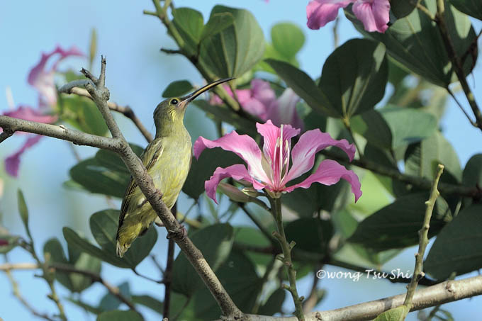 <i>(Arachnothera chrysogenys harrissoni)</i><br /> Yellow-eared Spiderhunter