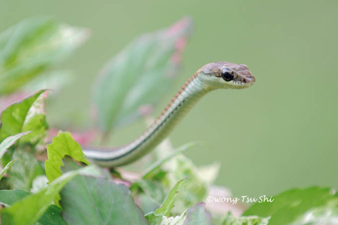  <i>(Dendrelaphis caudolineatus)</i><br />   Striped Bronzeback Tree Snake