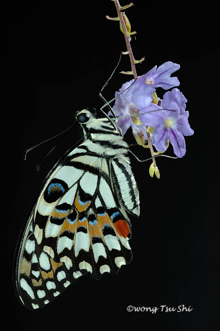 <i>(Papilio demoleus)</i><br /> Lime Butterfly ♂