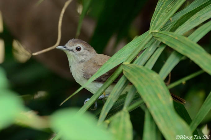 <i>(Malacopteron affine)</i><br /> Sooty-capped Babbler