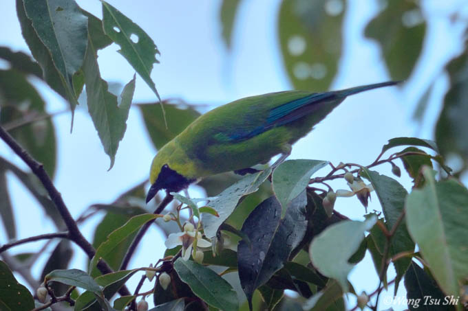 <i>(Chloropsis kinabaluensis)</i><br />*Bornean Leafbird