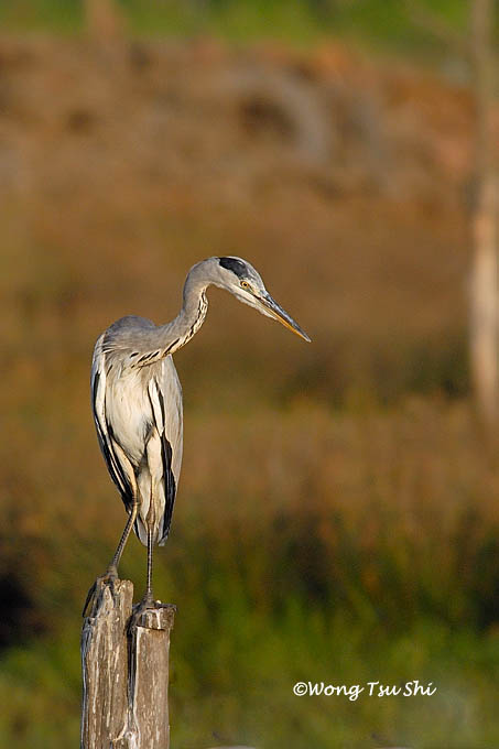 <i>(Ardea cinerea)</i> <br />Grey Heron