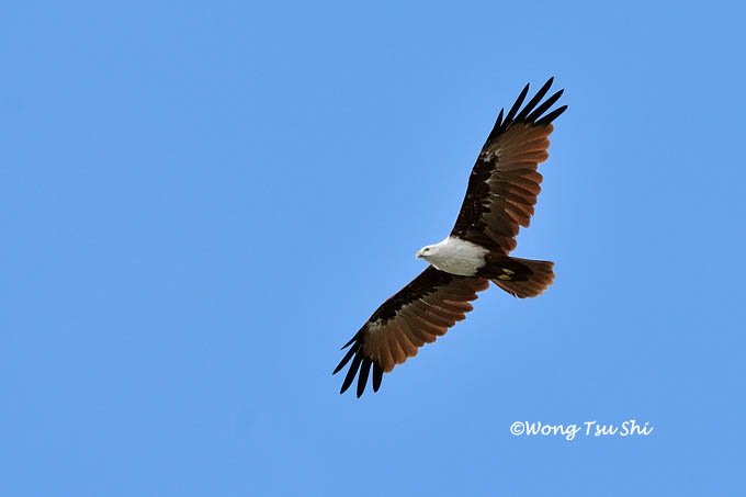 <i>(Haliastur indus)</i><br />Brahminy Kite