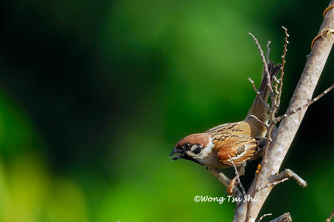 <i>(Passer montanus )</i><br /> Eurasian Tree Sparrow