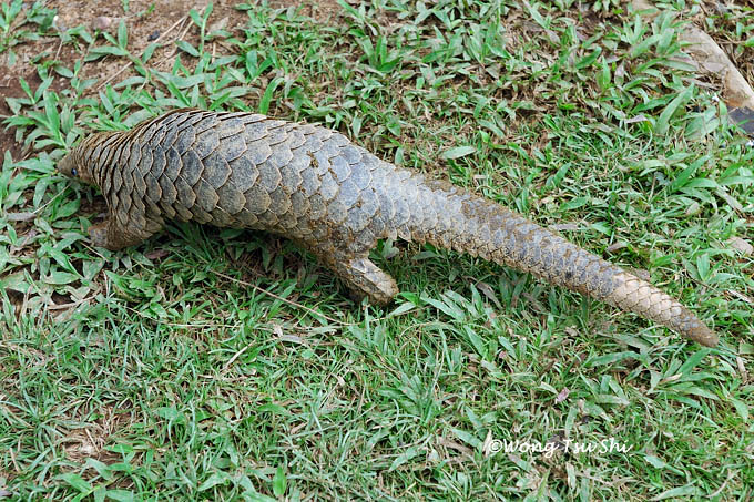 <i>(Manis javanica)</i><br /> Pangolin