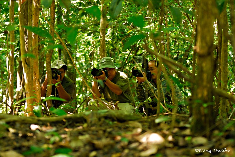 Kinabatangan - Group of Nikon Snipper at Kinabatangan.