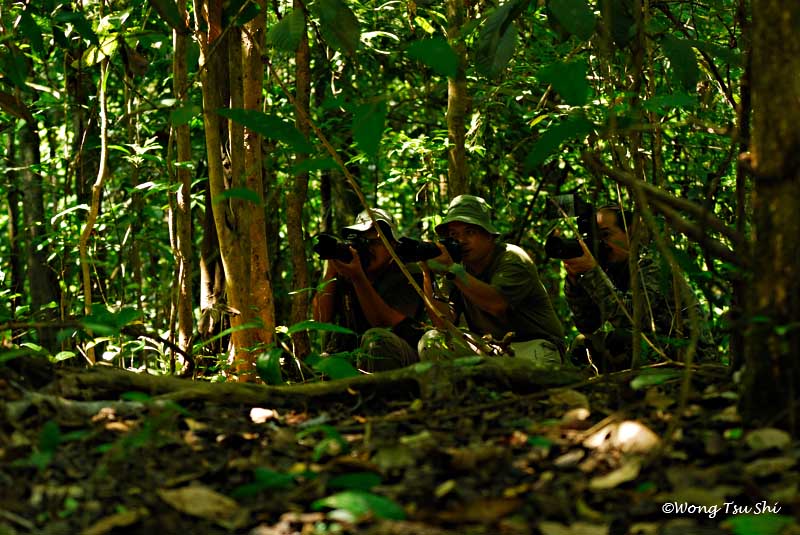 Kinabatangan - Group of Nikon Snipper at Kinabatangan.