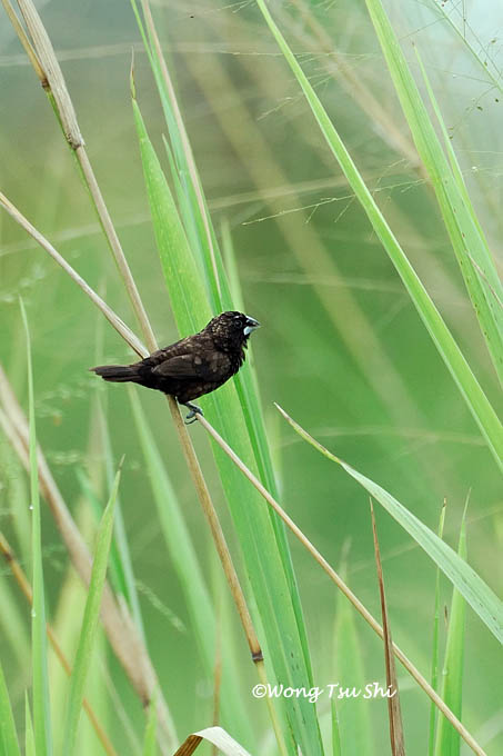 <i>(Lonchura  fuscan)</i><br /> *Dusky Munia