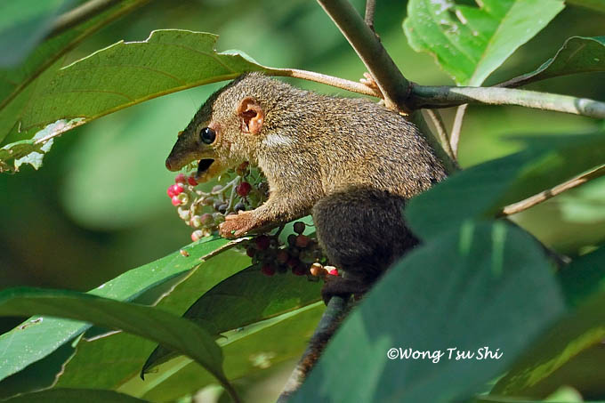 <i>(Tupaia gracilis)</i> <br />Slender Treeshrew