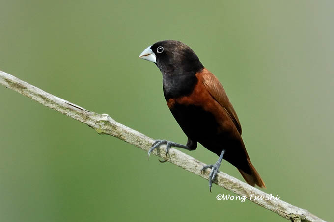 <i>(Lonchura articapilla)</i> <br /> Black-headed Munia