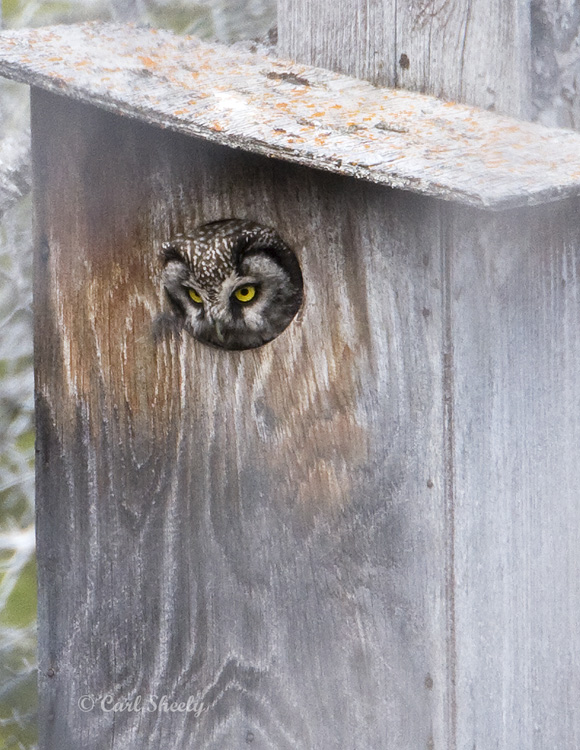 Boreal Owl-1.jpg