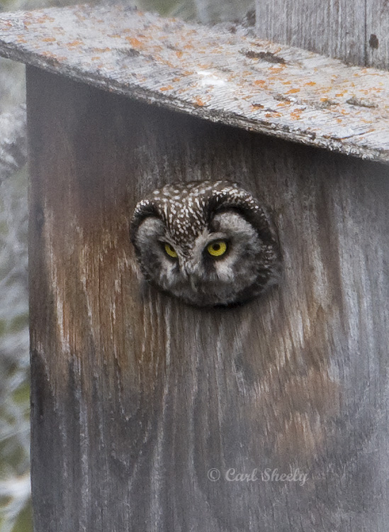 Boreal Owl-2.jpg