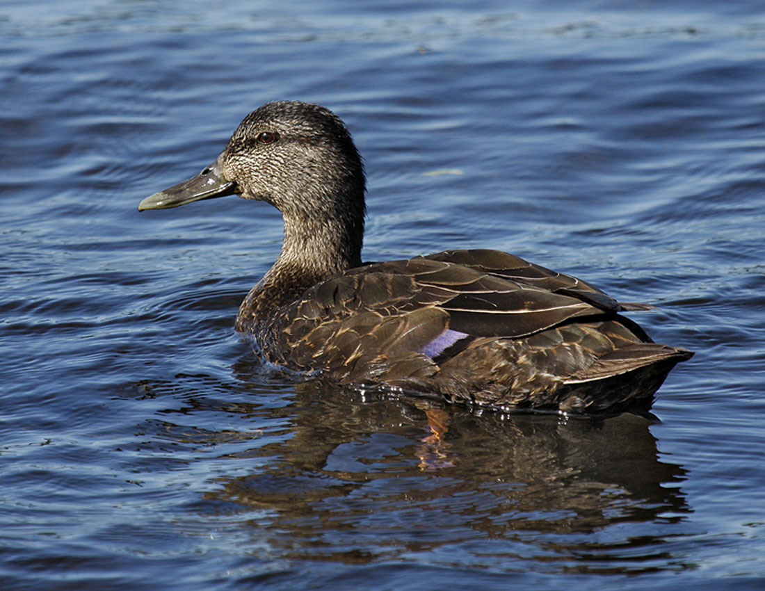 Black Duck0642.jpg