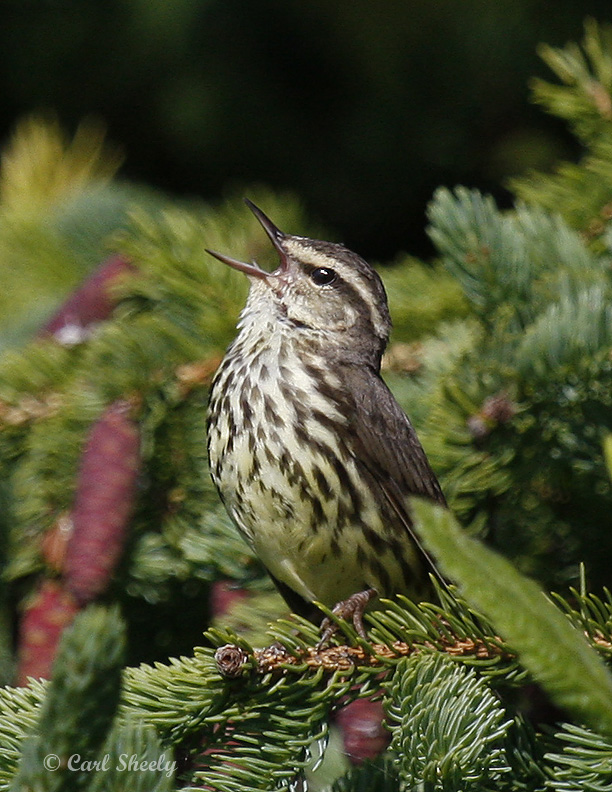 NorthernWaterthrush0683.jpg