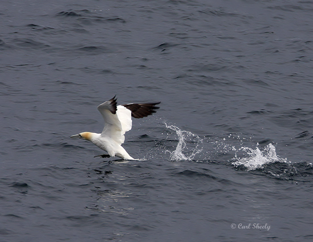 Northern Gannet0026.jpg
