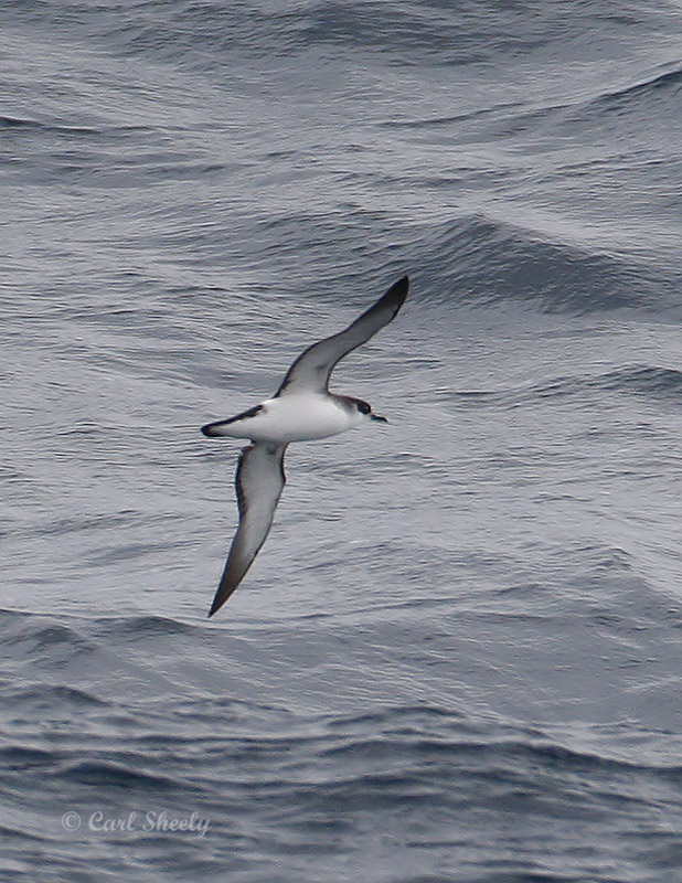 Manx Shearwater-2.jpg