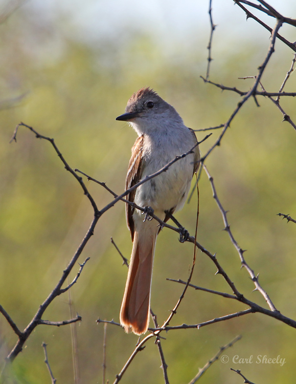 Ash-throatedFlycatcher8268.jpg