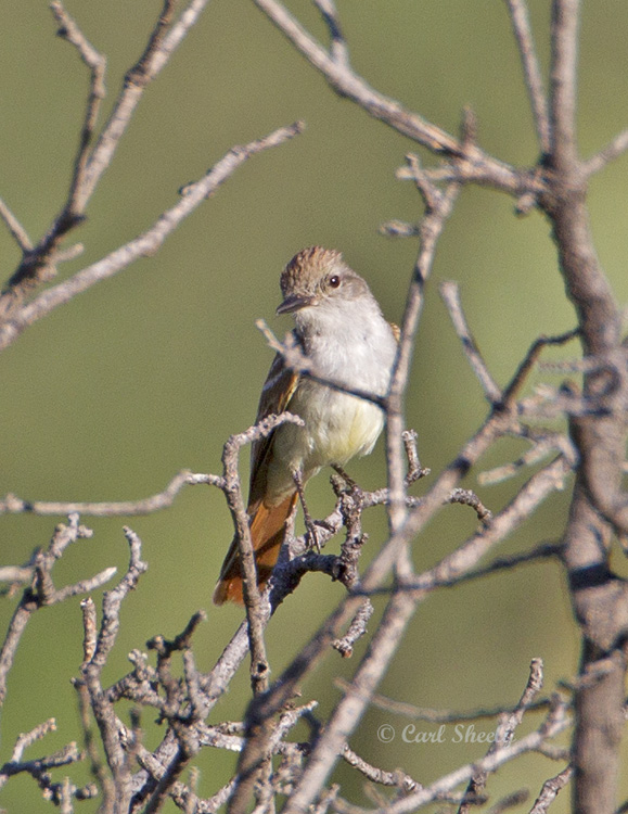 Ash-throatedFlycatcher8410.jpg