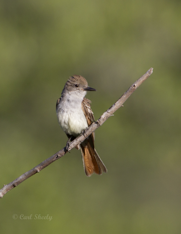 Ash-throatedFlycatcher8431.jpg