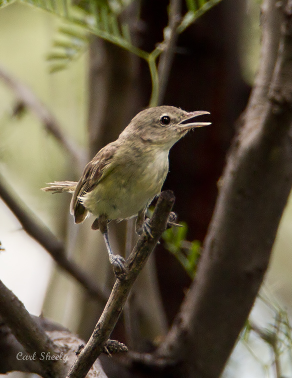BellsVireo8595.jpg