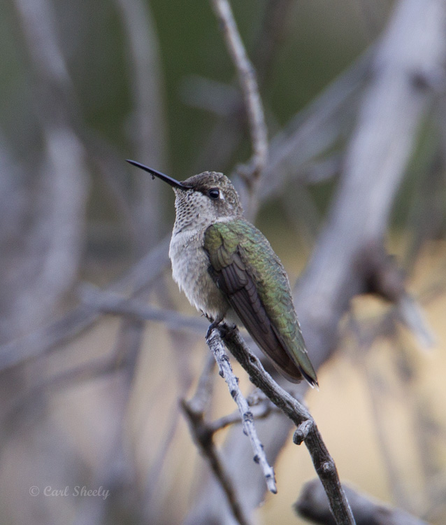 Black-chinnedHummingbird8393.jpg