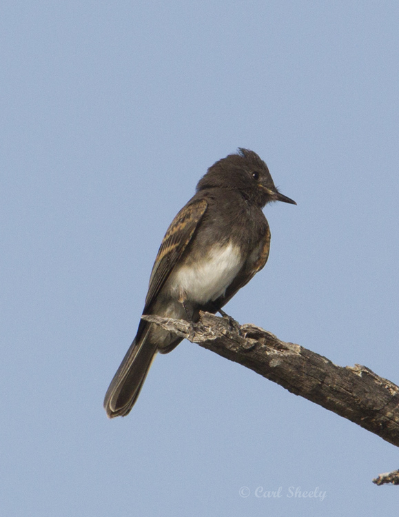 BlackPhoebe-juv9086.jpg