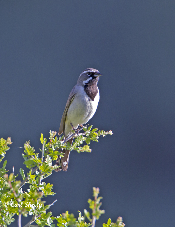 Black-throatedSparrow8459.jpg