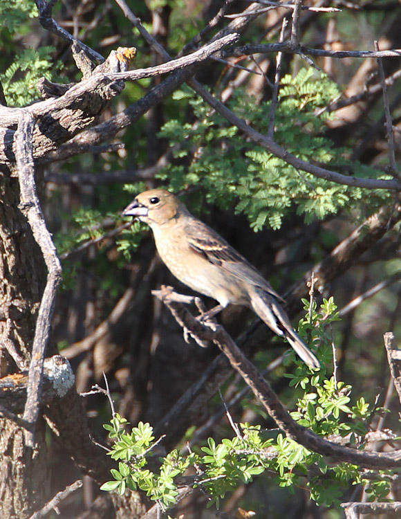 BlueGrosbeak-f-8266.jpg