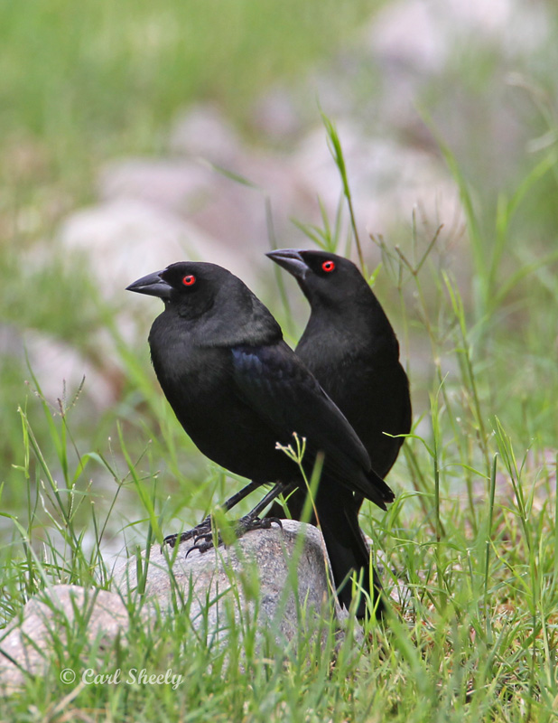 BronzedCowbird8111.jpg