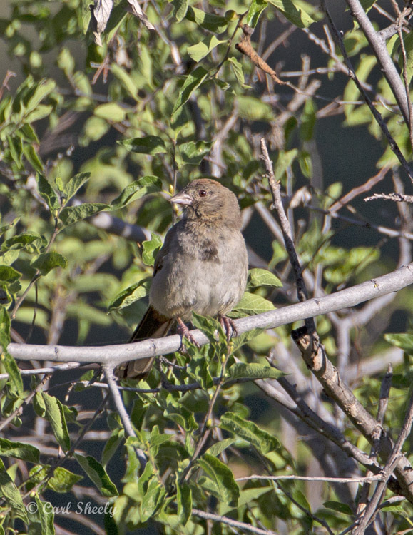 CanyonTowhee8457.jpg
