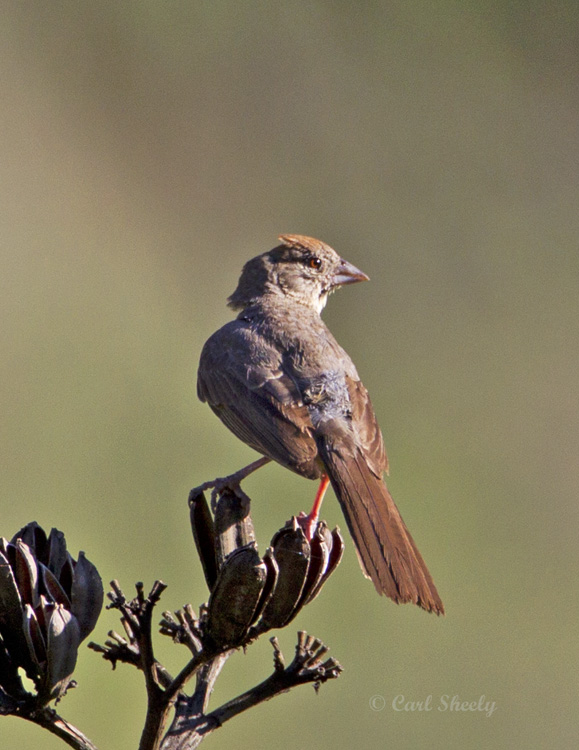 CanyonTowhee8490.jpg