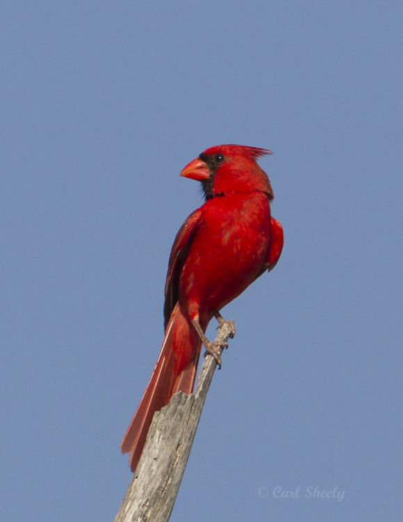 Cardinal9077.jpg