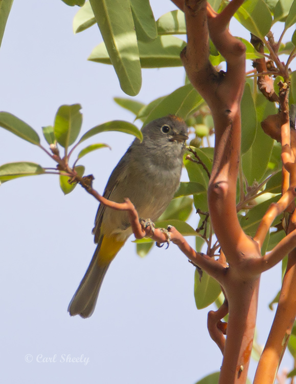 ColimaWarbler8771.jpg