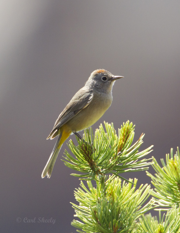 ColimaWarbler8882.jpg