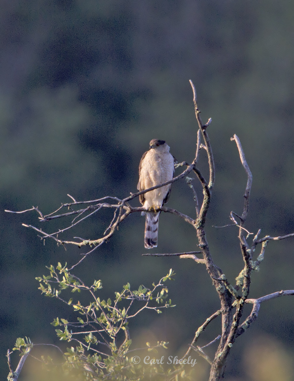 CoopersHawk9189.jpg