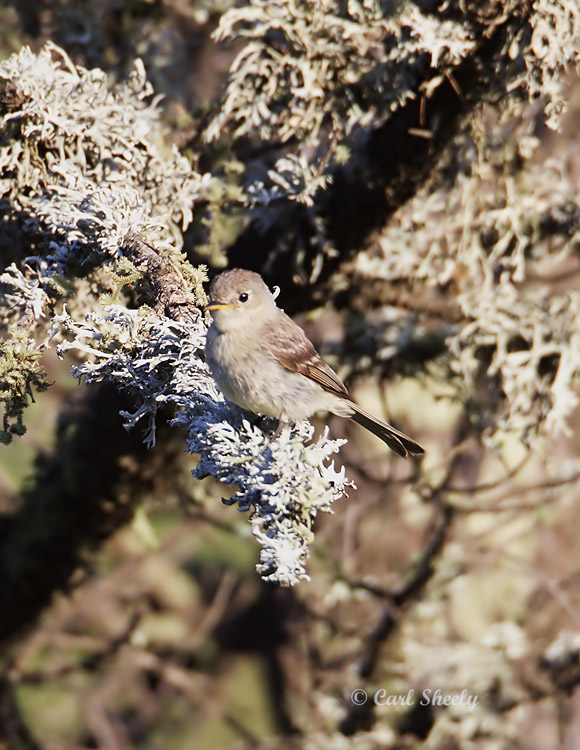 GrayFlycatcher9221.jpg