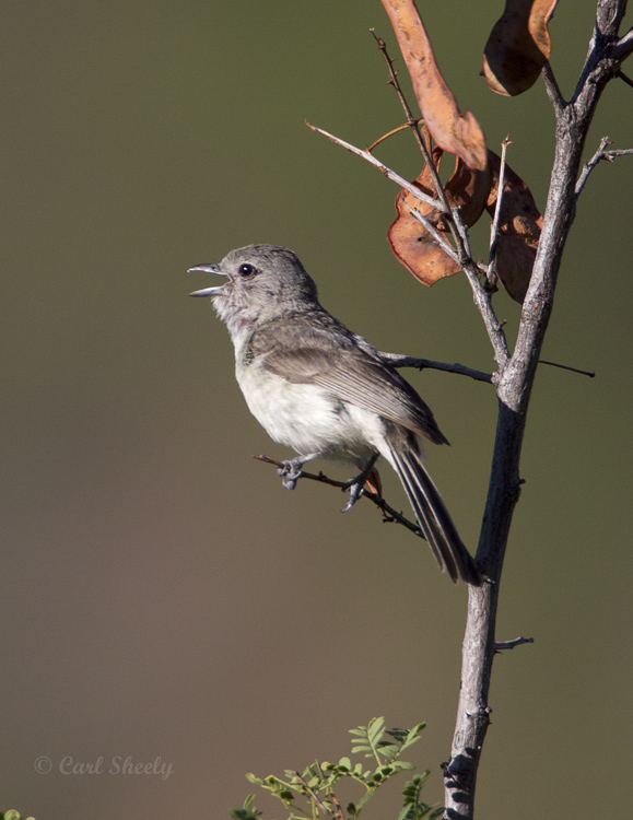 GrayVireo8448.jpg