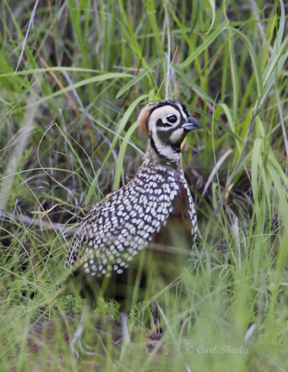 MontezumaQuail9175.jpg