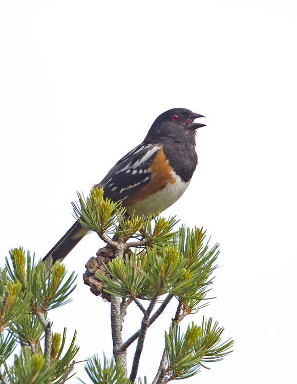 SpottedTowhee8817.jpg