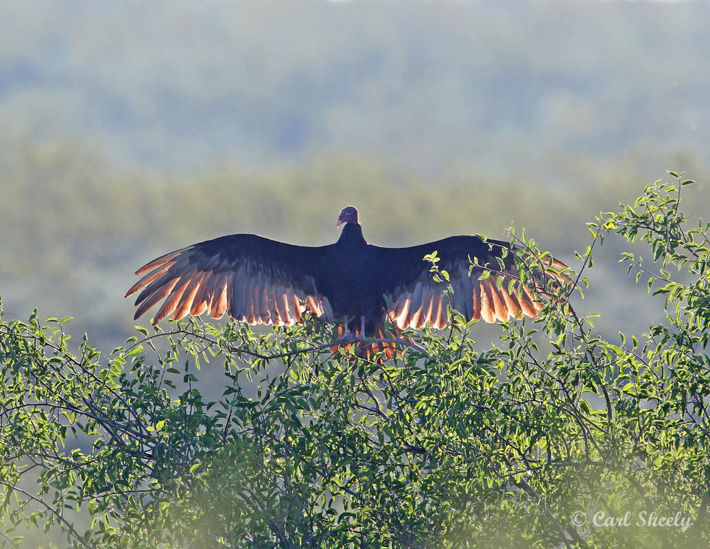 TurkeyVulture8230.jpg