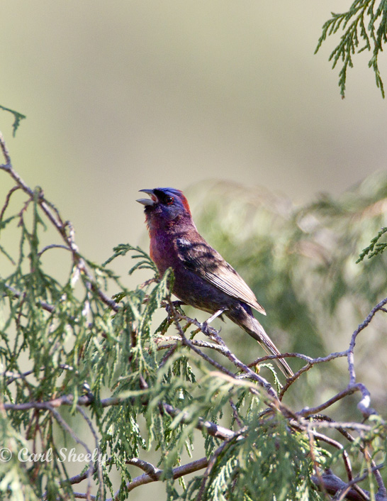 VariedBunting8483.jpg