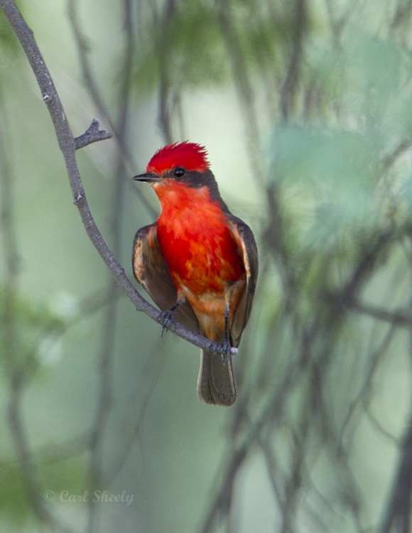 VermillionFlycatcher8560.jpg