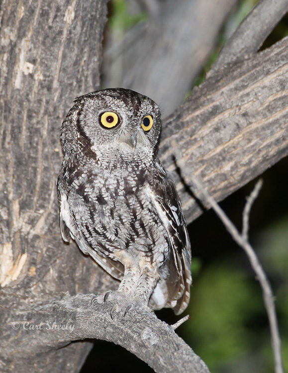 W_ScreechOwl8365.jpg