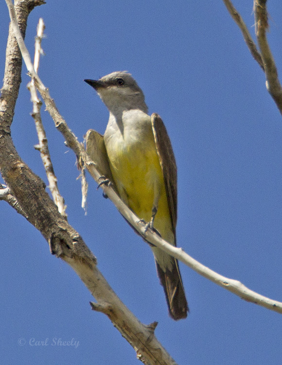 W_Kingbird8580.jpg