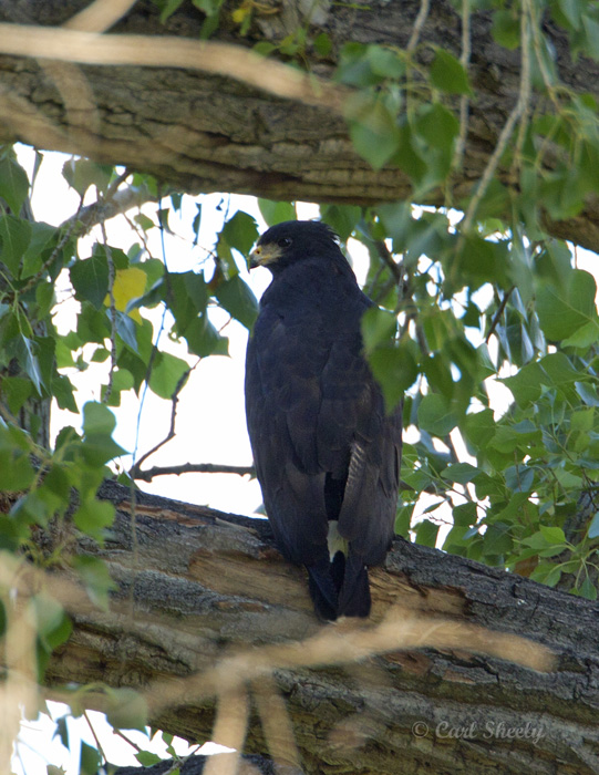 Common BlackHawl9021.jpg