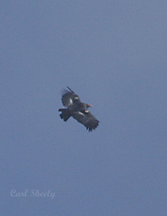 _MG_3974Condor.jpg